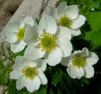 Anemone narcissiflora in Mount Tsubakuro 2002-07-27