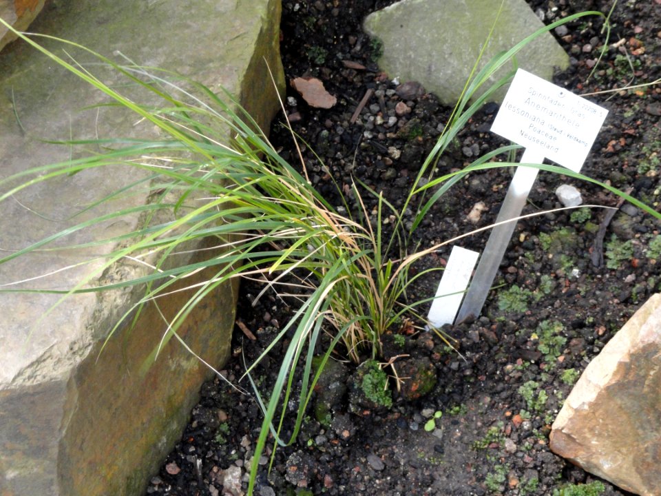 Anemanthele lessoniana - Palmengarten Frankfurt - DSC01915