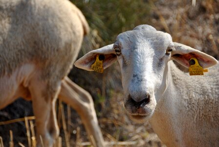 Flock farm animal