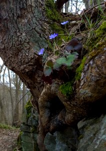 Anemone hepatica Harz