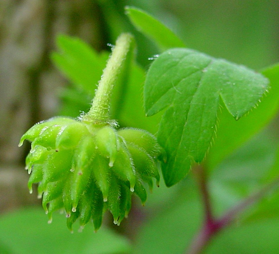 Anemone nemorosa IP0204155