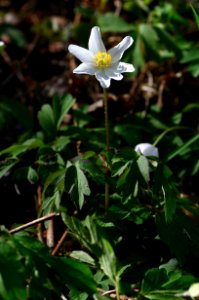 Anemone nemorosa Habit