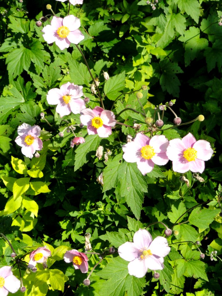 Anemone vitifolia - Botanischer Garten, Frankfurt am Main - DSC03299