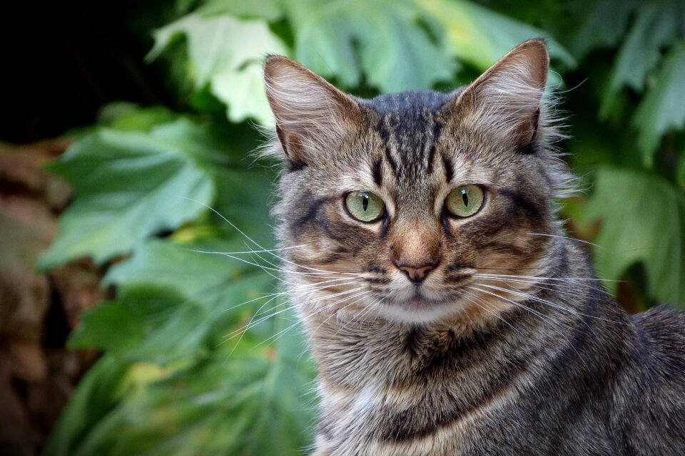Cat eyes pet brindle