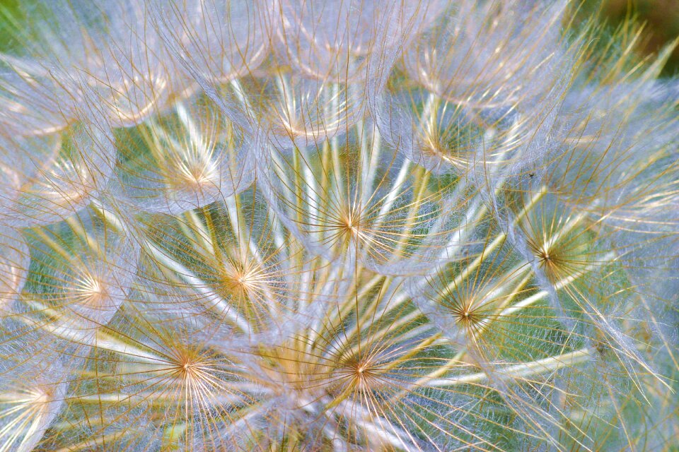 Flower salsify field