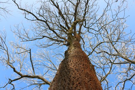 Log nature sky