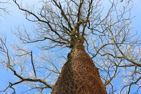 Log nature sky photo