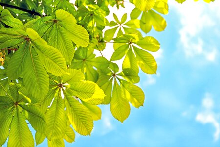 Green chestnut spring