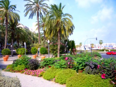 Alicante - Monumento a Canalejas y rotonda ajardinada 7
