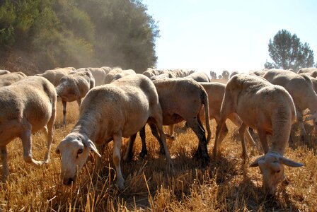 Flock farm animal photo