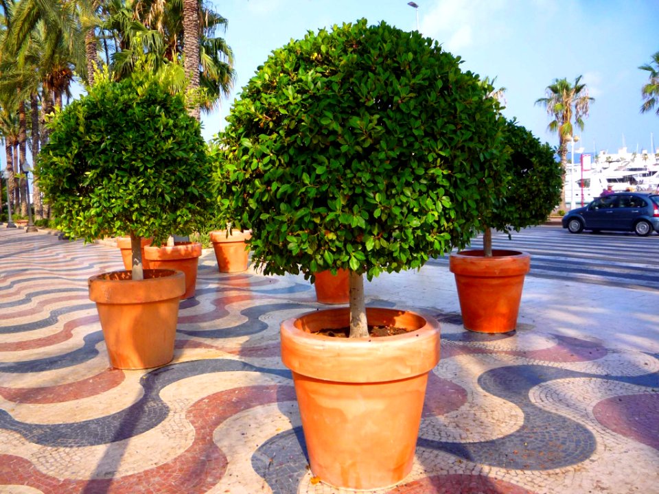 Alicante - Paseo de la Explanada de España 09
