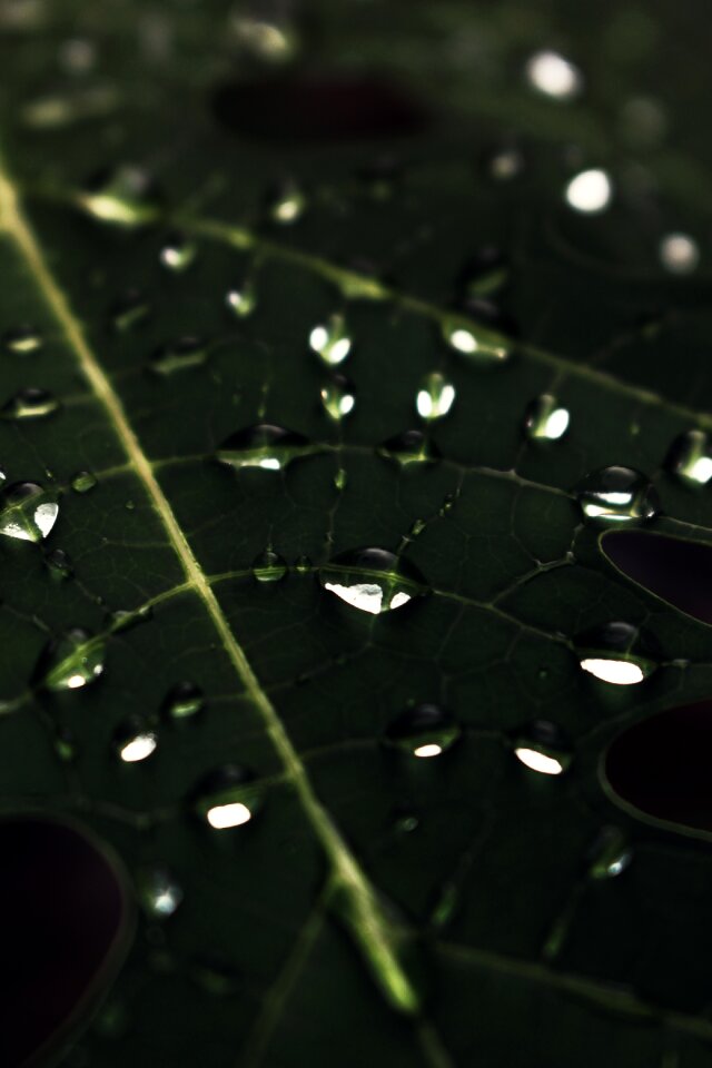 Leaf raindrops water