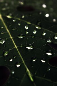 Leaf raindrops water photo