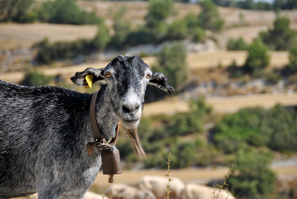 Flock farm animal