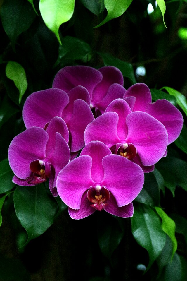 Purple nature phalaenopsis