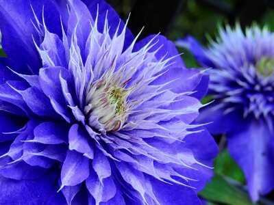 Bloom purple bloom