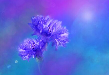 Blossom bloom summer