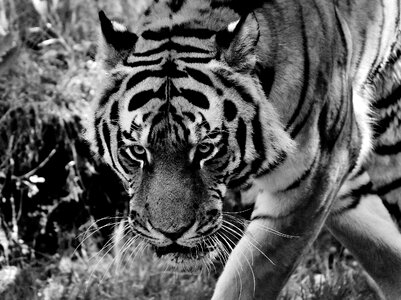 Black and white beautiful dangerous