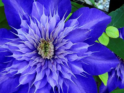 Bloom purple bloom