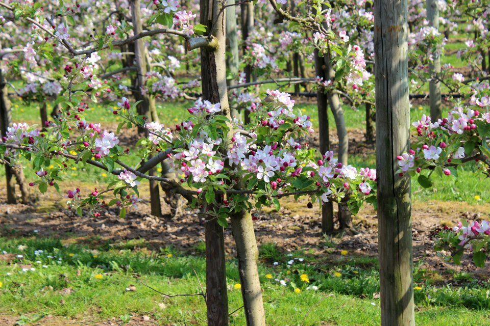 Agriculture apple orchard kernobstgewaechs