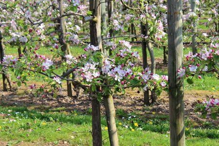 Agriculture apple orchard kernobstgewaechs