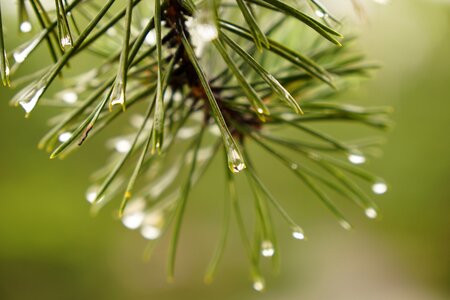 Wet conifer rain photo