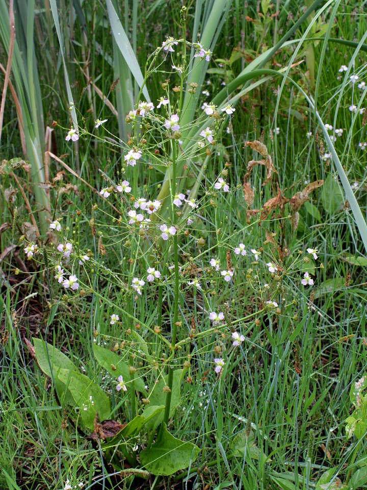 Alisma plantago-aquatica Oulu, Finland 28.06.2013