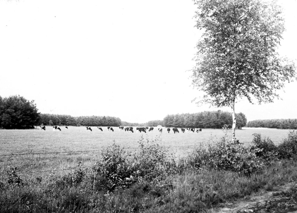 Algemeen, vee, weide, landgoed, baasdam, Bestanddeelnr 194-0858