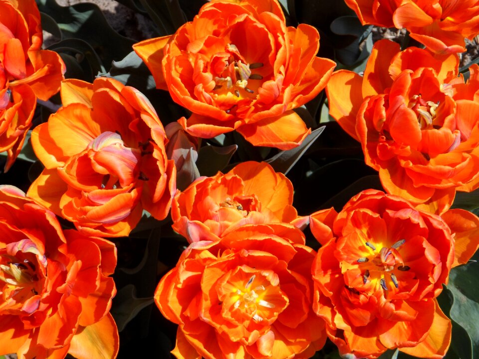 Bright blossom bloom