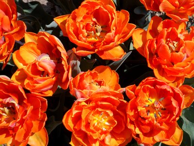 Bright blossom bloom