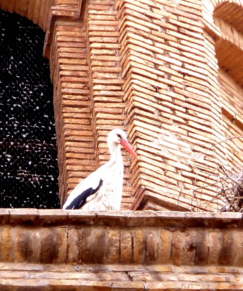 Alfaro - Colegiata, cigüeñas 02