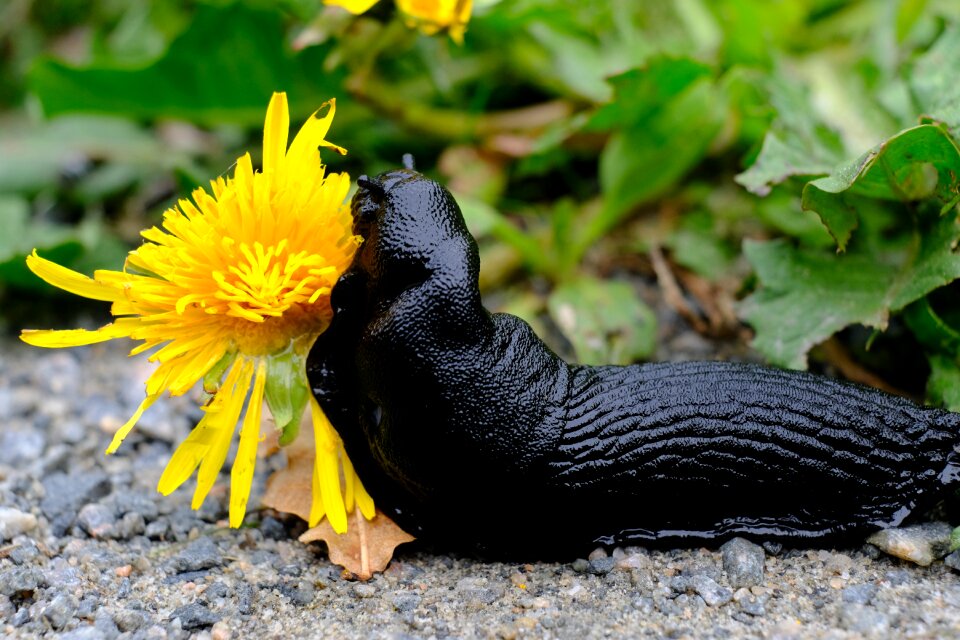 Animals reptile flower