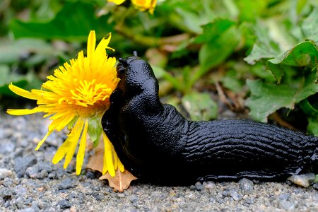 Animals reptile flower