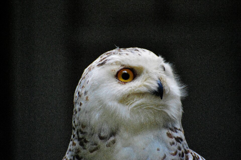 Eagle owl animals wild bird