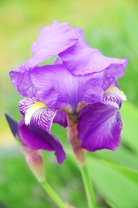 Nature purple flower plant