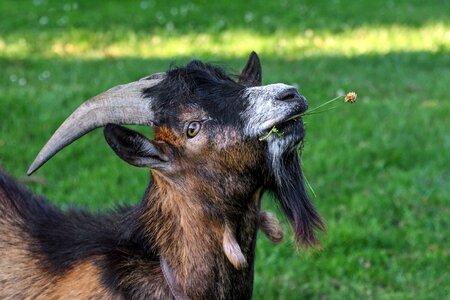 Eat grass horns