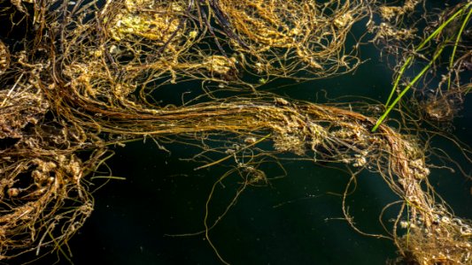 Algae in Rixö Marina 3