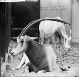 Algazel (soort antilope), nieuwe aanwinst in Artis, Bestanddeelnr 915-5590