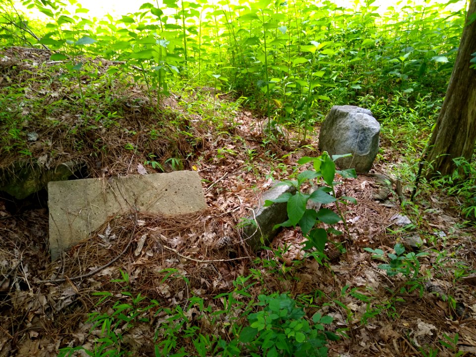Alexander Hogan Plantation 2