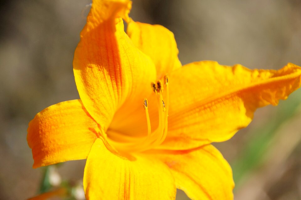 Spring summer garden
