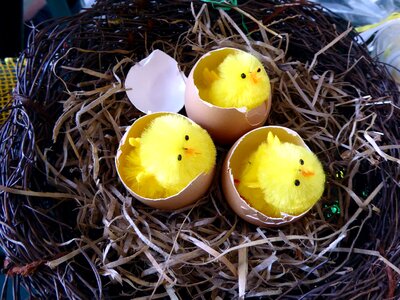 Close up decoration chicks