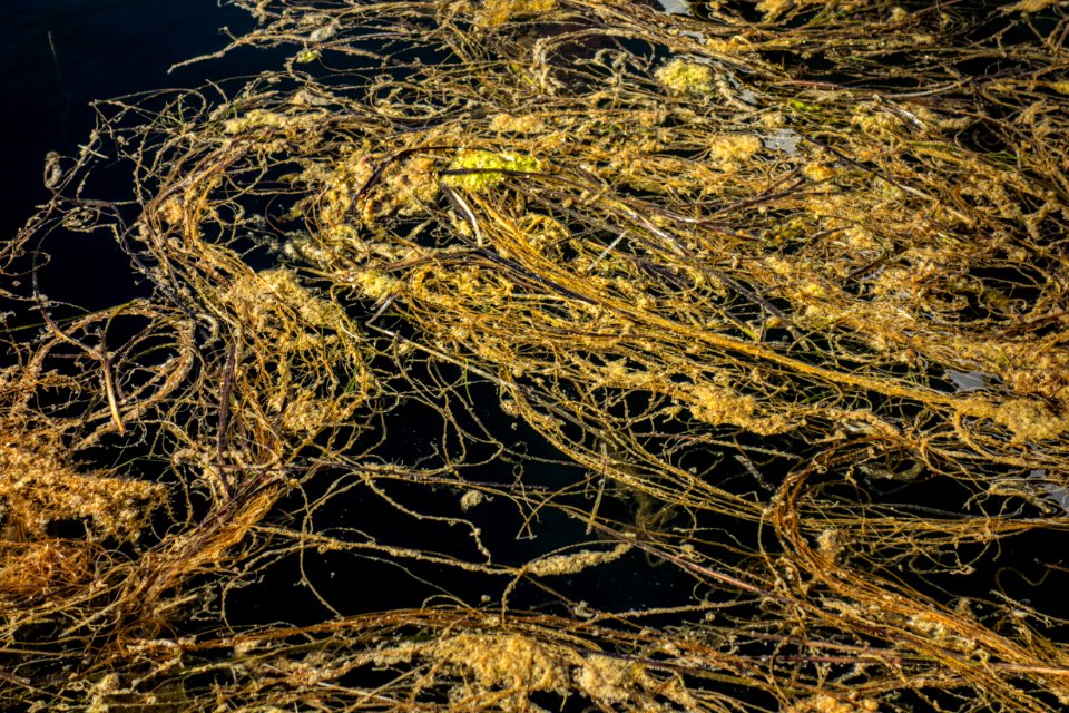Algae in Rixö Marina 5
