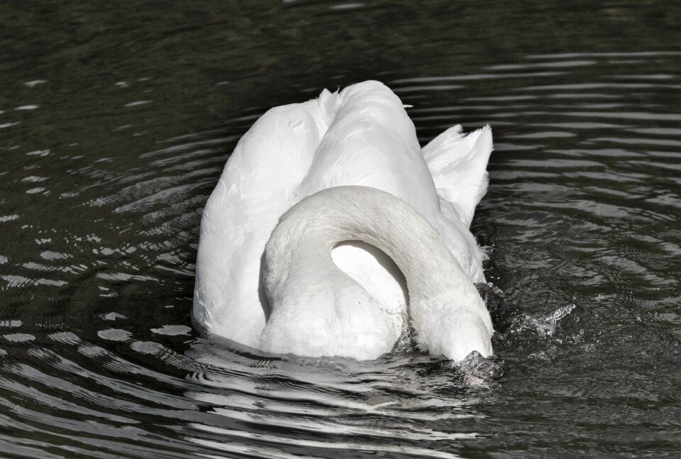Animal white schwimmvogel
