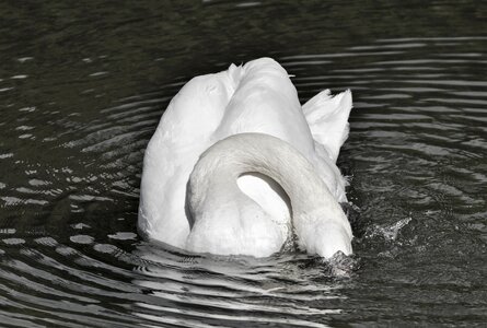 Animal white schwimmvogel photo