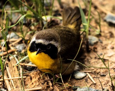 Geothlypis trichas black mask north american bird