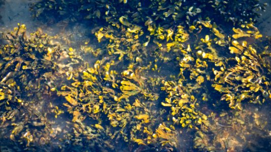 Algae in Norrkila 2