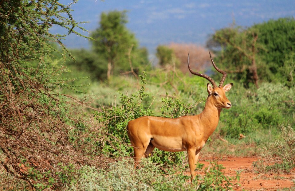Gazelle tsavo safari