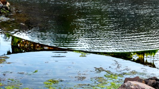 Algae on a rope in Norra Grundsund 2 photo