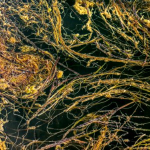 Algae in Rixö Marina 2