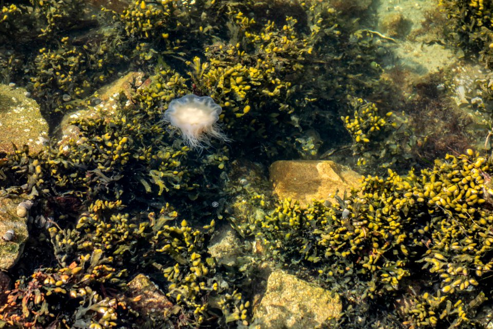 Algae, sea gooseberry and jellyfish in Brofjorden 1